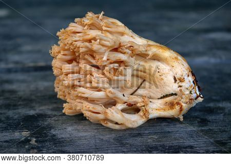 Forest Edible Mushroom Ramaria Flava On The Background Of An Old Wooden Table Close-up.