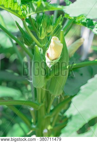 Close-up Okra Abelmoschus Esculentus Flower Buds And Pods At Raised Bed Garden Near Dallas, Texas, U