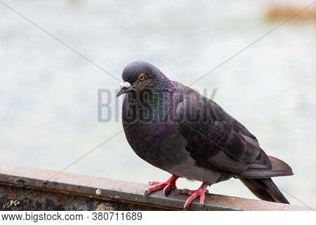 Bird Pigeon With Multicolored Feathers Close Up Of A Pigeon