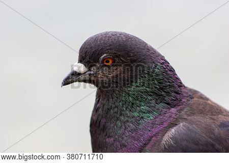 Bird Pigeon With Multicolored Feathers Close Up Of A Pigeon