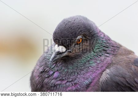 Bird Pigeon With Multicolored Feathers Close Up Of A Pigeon