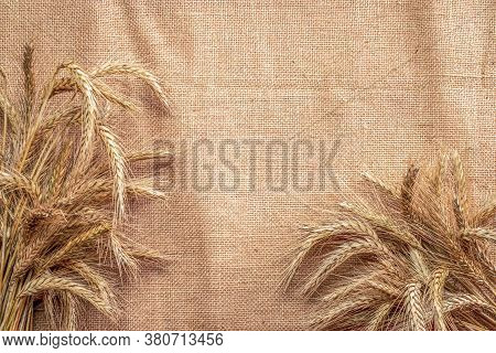 Barley Macro. Whole, Barley, Harvest Wheat Sprouts. Wheat Grain Ear Or Rye Spike Plant On Linen Text
