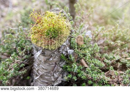 Moss On A Shrub In The North Scandinavian Boreal Forest