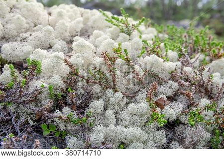 White Reindeer Lichen Background Pattern In The North Boreal Forest