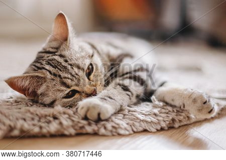Fluffy Kitten (scottish Stright Breed), Laying On The Rug.  Tabby Grey Cat.