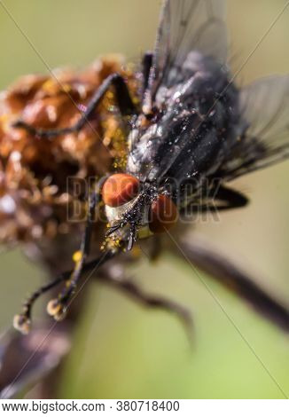 A Macro Shot Of Flesh Fly. Sarcophagidae.