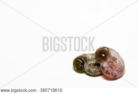 Ramshorn Snail Parasites On The White Background. Planorbidae.