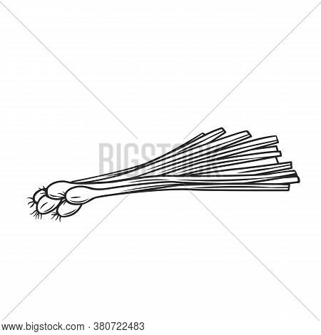 Bunch Of Fresh Green Onions. Engraved Hand Drawn Vector Illustration Of Sprouting Onion.