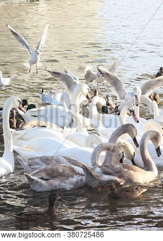 Many Waterfowl: Swans, Gulls, Ducks; Feeding Birds In Winter