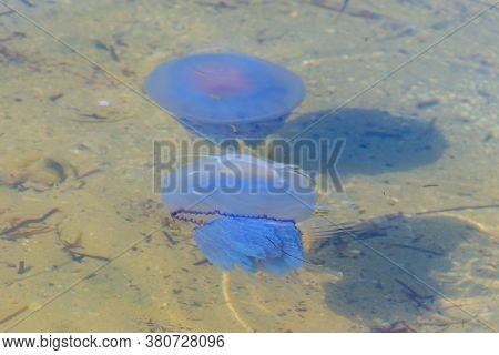 Rhizostoma Pulmo, Commonly Known As Barrel Jellyfish, Dustbin-lid Jellyfish Or Frilly-mouthed Jellyf