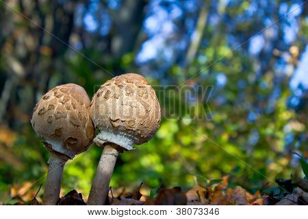 Pair Of Parasol Mushrooms - Macrolepiota Procera
