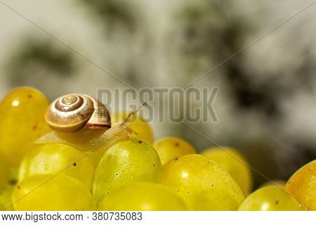 Close-up Of A Small Snail Crawling Over Grapes Quiche Mish