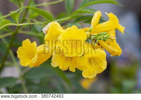 Yellow Elder, Trumpetbush, Trumpetflower On Blur Nature Background.