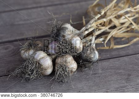 Fresh Dug Garlic After Ingathering On Wooden Surface