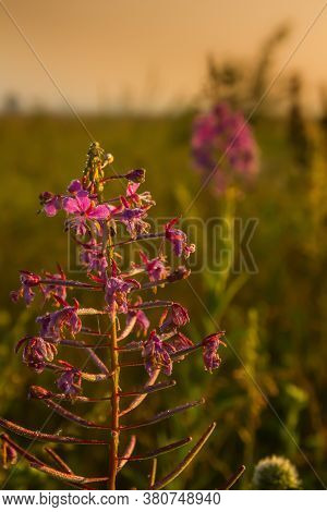 Koporsky Tea. Cypriot. Flowers Ivan Tea Covered With Small Drops Of Morning Dew