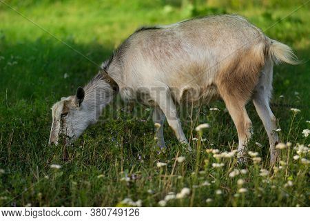 Adult Village Goat On Farm. Back Garden Pets