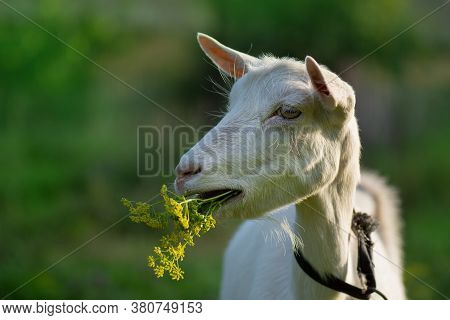 Goats Are Grazed On Pasture. Goats Grazing At Sunset. Domestic Goats Grazing In A Pasture
