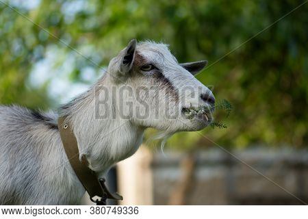 Goats Crawling On A Meadow At Sunset