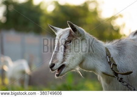 Livestock In The Village. Cheerful Young Goat Posing On Sunset Lights.