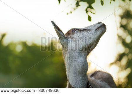 Livestock In The Village. Cheerful Young Goat Posing On Sunset Lights.