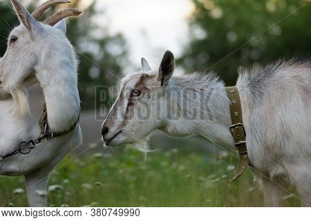 Goats Are Grazed On Pasture. Goats Grazing At Sunset. Domestic Goats Grazing In A Pasture