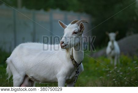 Portrait Of Happy Young Goats. Homestead For Raising Livestock.