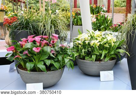 Beautiful Mix Colors Calla Lily Or Arum Lily Flowers Growing In Gray Ceramic Pot On Table With Backg