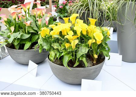 Beautiful Mix Colors Calla Lily Or Arum Lily Flowers Growing In Gray Ceramic Pot On Table With Backg