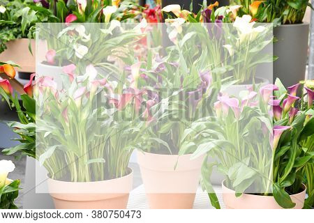 Beautiful Mix Colors Calla Lily Or Arum Lily Flowers Growing In Gray Ceramic Pot On Table With Backg