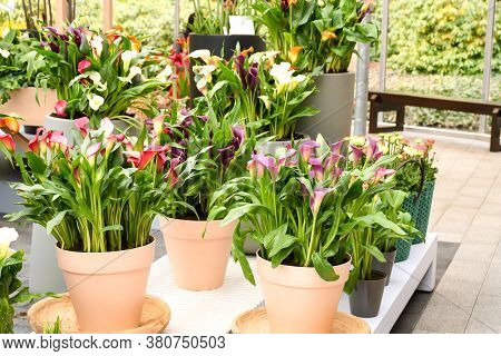 Beautiful Mix Colors Calla Lily Or Arum Lily Flowers Growing In Gray Ceramic Pot On Table With Backg