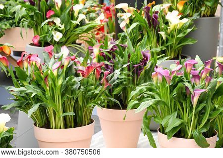 Beautiful Mix Colors Calla Lily Or Arum Lily Flowers Growing In Gray Ceramic Pot On Table With Backg