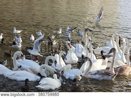 Many Waterfowl Birds. Feeding Birds In Winter On The Water.