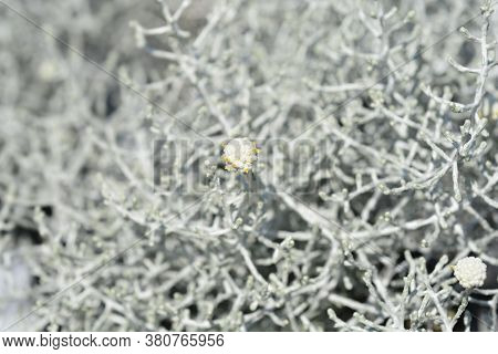 Silver Cushion Bush - Latin Name - Calocephalus Brownii