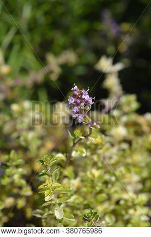 Foxley Thyme Leaves - Latin Name - Thymus Pulegioides Foxley