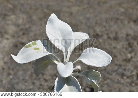 Shining-white Ragwort Angel Wings Leaves - Latin Name - Senecio Candidans Angel Wings
