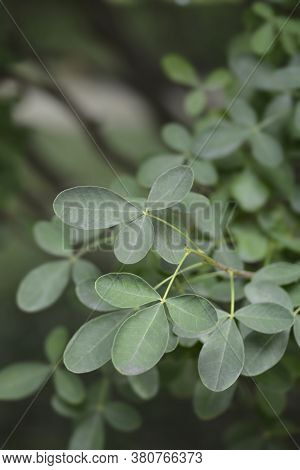 Dalmatian Laburnum Leaves - Latin Name - Petteria Ramentacea