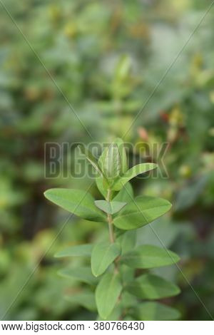 St Johns-wort Hidcote - Latin Name - Hypericum X Hidcoteense Hidcote