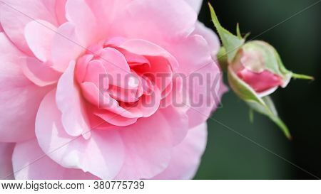 Soft Pink Rose Bonica With Bud In The Garden. Perfect For Background Of Greeting Cards For Birthday,