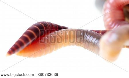 Earthworm Isolated On A White Background. Macro