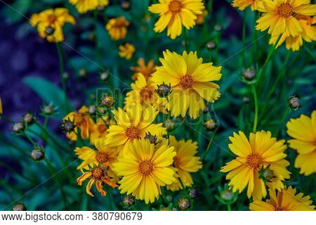 Beautiful Blooming Bright Yellow Coreopsis Pubescens, Called Star Tickseed Flowers, Growing In The G