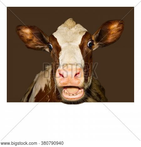 Funny And Happy Cute Baby Calf, Funny Photo Great For Use With Wow Memes. Funny Shootof Wondering Or