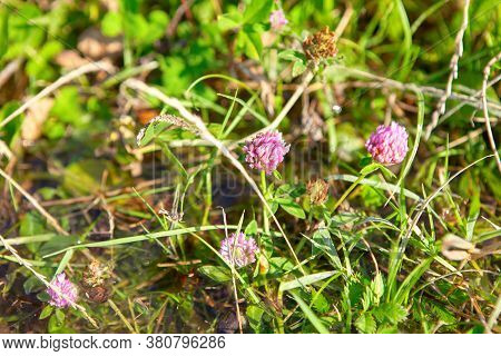 Grass And Wildflowers In The Pond Water