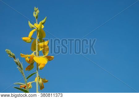 Sunn Hemp Flower Behind The Sky. Po Thung Or Sunn Hemp(crotalaria Juncea).yellow Flower Trees In The