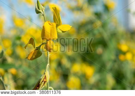 Sunn Hemp Flower Behind The Sky. Po Thung Or Sunn Hemp(crotalaria Juncea).yellow Flower Trees In The