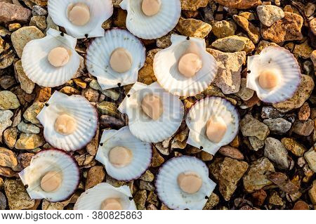 Alive Japanese Scallops (chlamys Nipponensis) On The Coast Of Japan Sea, Pacific Ocean