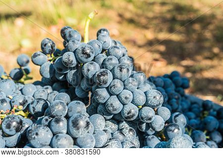 Close Up Of Berries And Leaves Of Grape-vine. Single Bunch Of Ripe Red Wine Grapes Hanging On A Vine