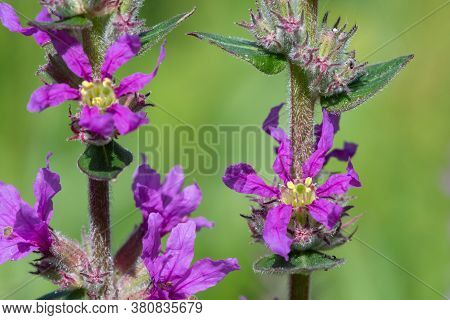 Purple Loosestrife (lythrum Salicaria)