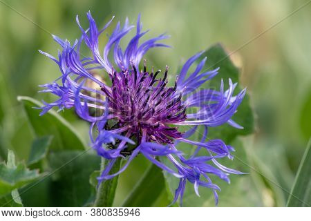 Perennial Cornflower (centaurea Montana)