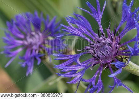 Close Up Of Perennial Cornflowers (centaurea Montana) In Bloom