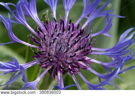Perennial Cornflower (centaurea Montana)